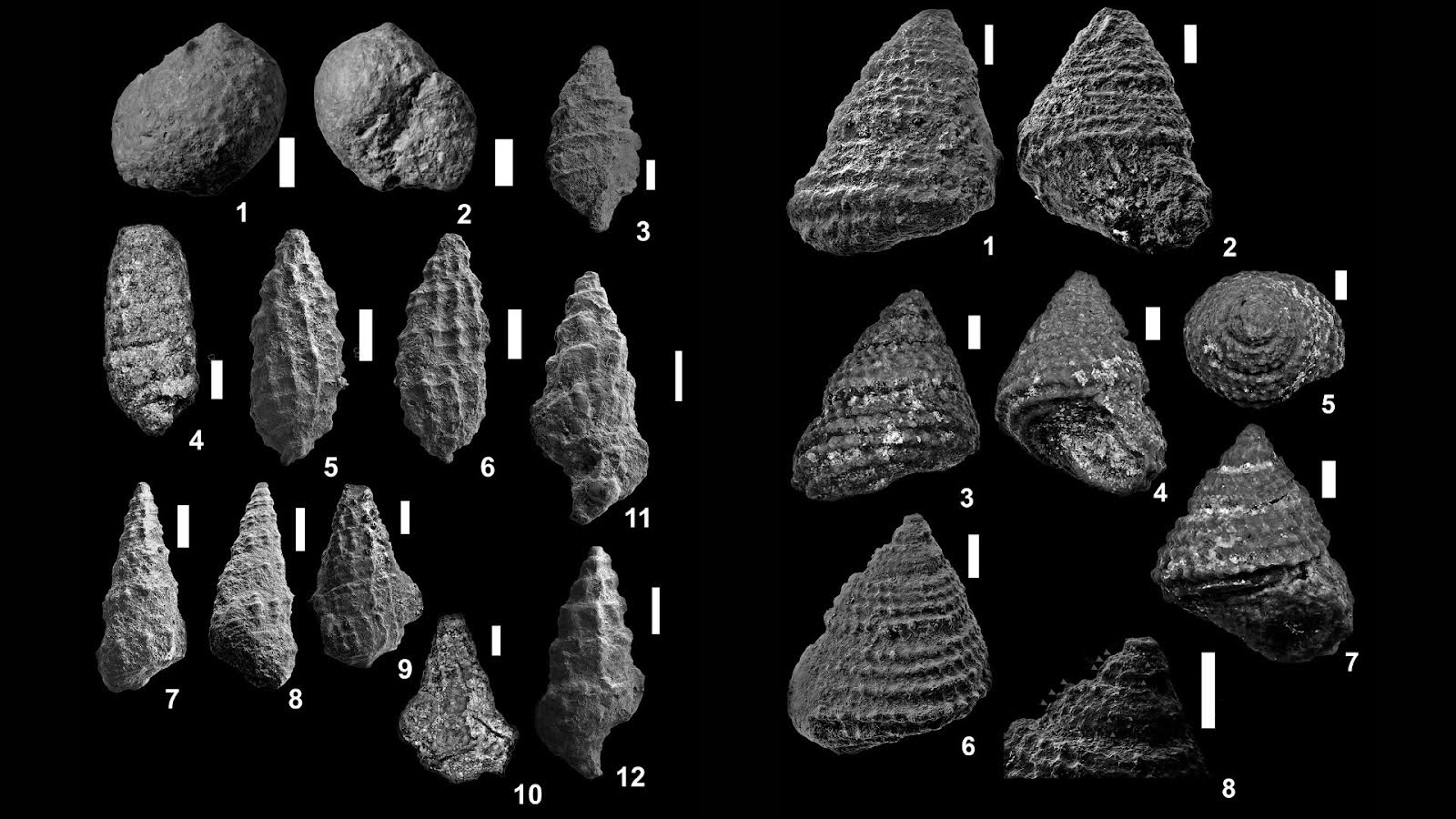 Four new species of ancient marine snails identified while sifting through fossils from Dwarka Basin